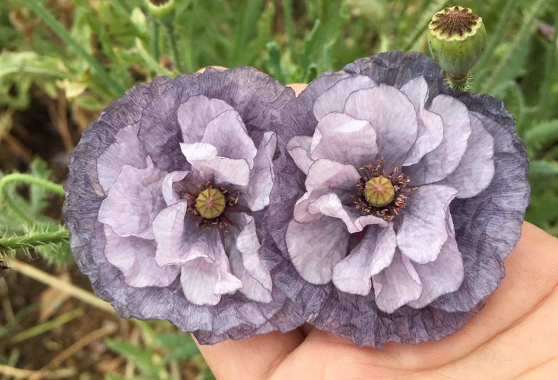 Life Force Seeds - Flowers