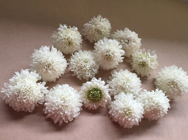 Life Force Seeds - Flowers